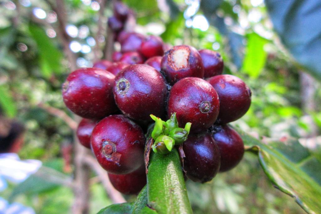 Coffee farm