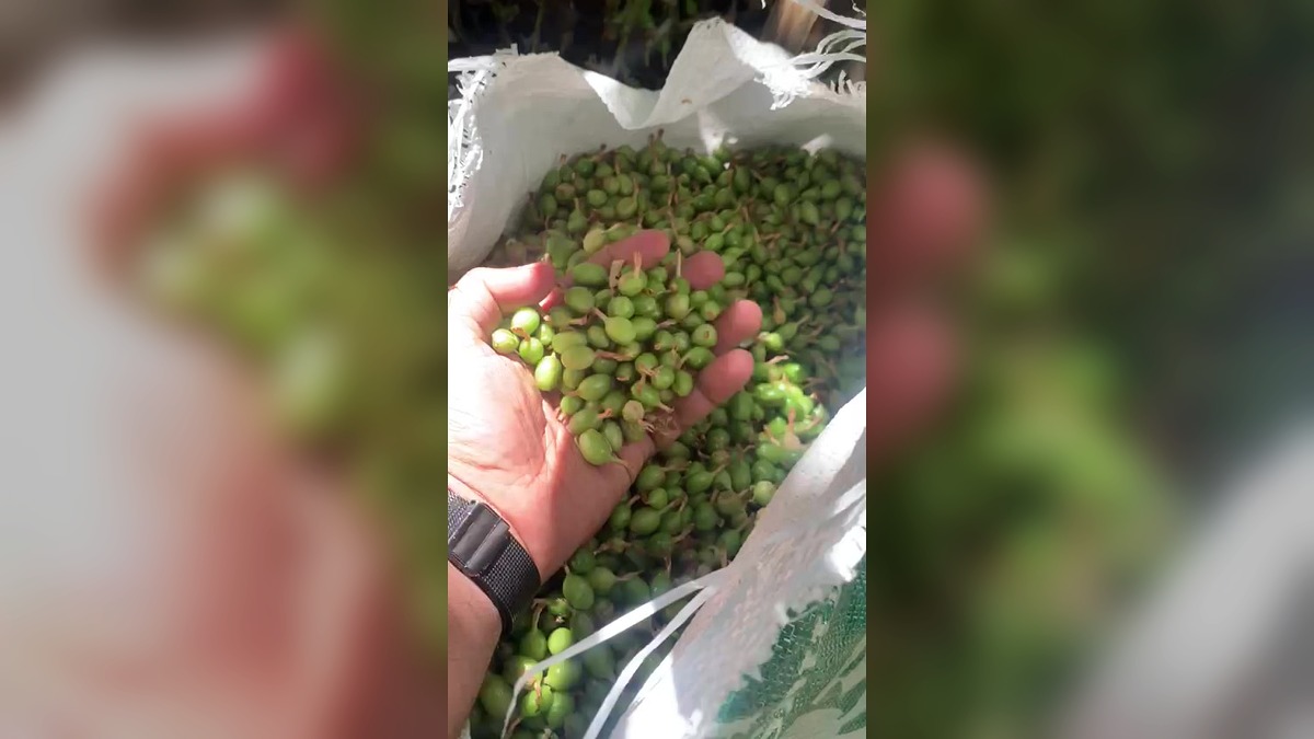 Picking freshly harvested cardamom from Detaujas video footage